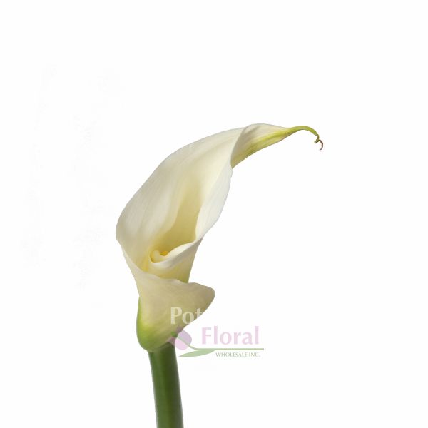 Calla Lily White, 80 to 90 cm - Potomac Floral Wholesale